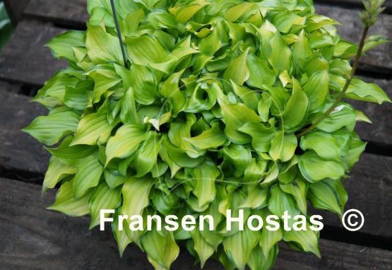 Hosta Cracker Crumbs